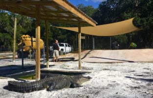 Vac-Tron unit being used to clean out the pond areas of GatorWorld Parks of Florida